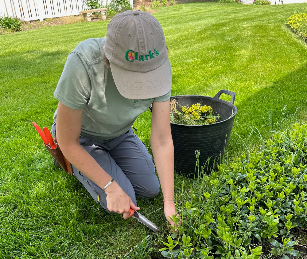 An image of a landscape