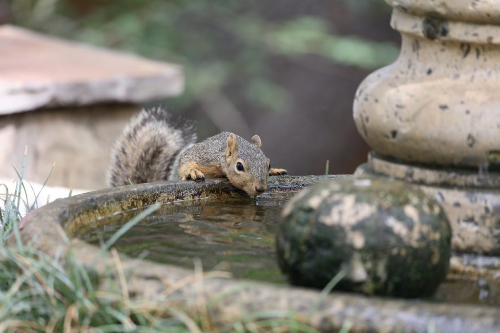 squirrel playing in water feature